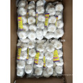 Braid pure white garlic 500g*20/carton China Jinxiang fresh garlic